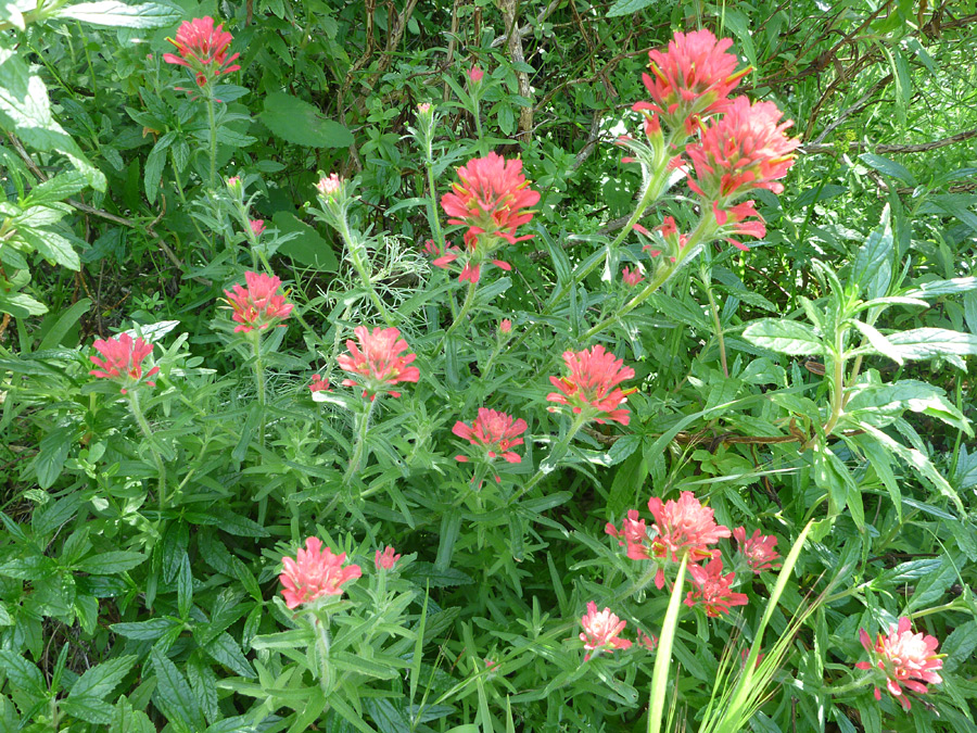 Group of plants