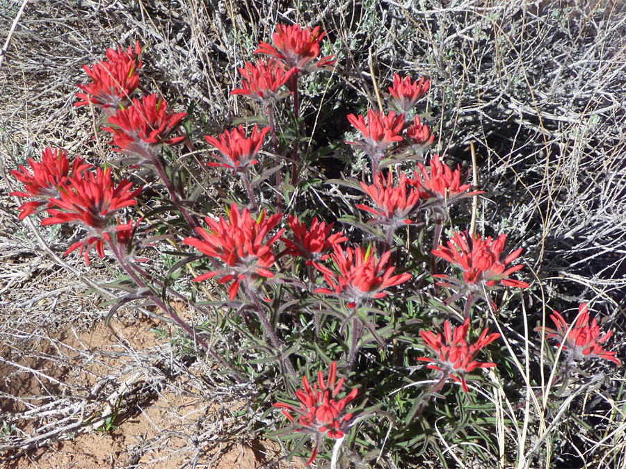 Cluster - photos of Castilleja Angustifolia, Orobanchaceae