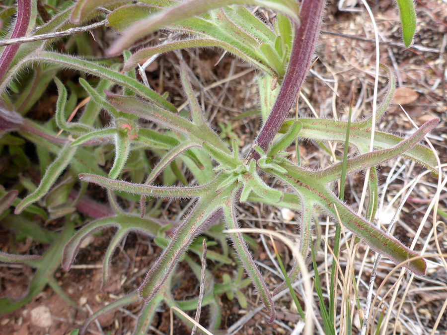 Lobed stem leaves