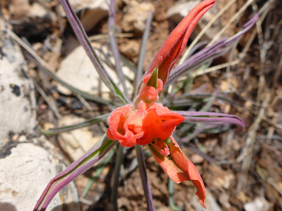 Flowers and bracts