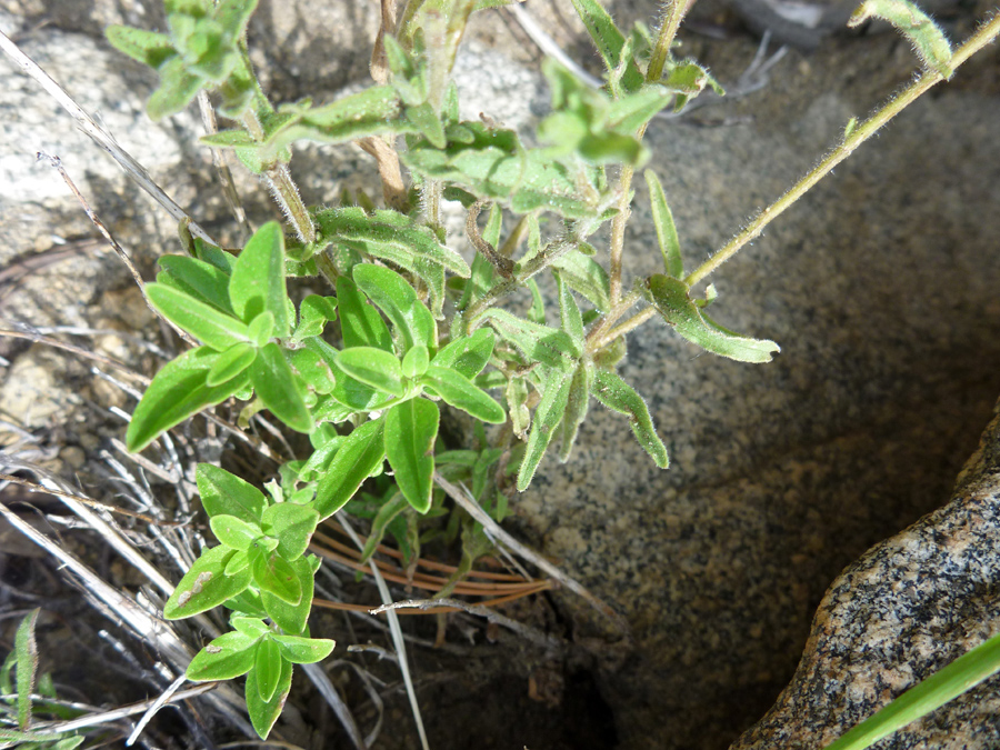 Stems and leaves