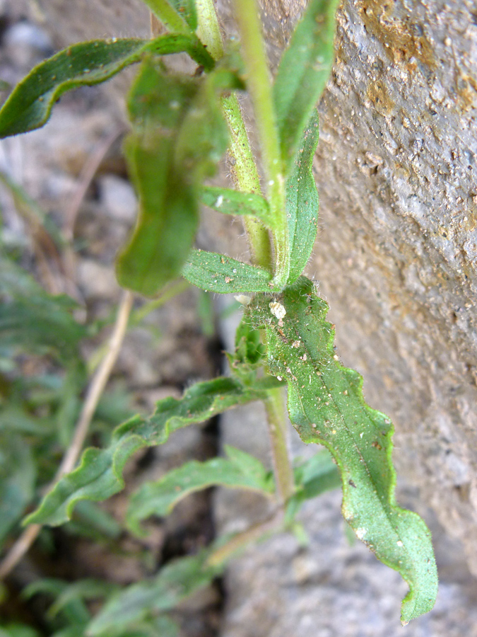 Wavy-edged leaves