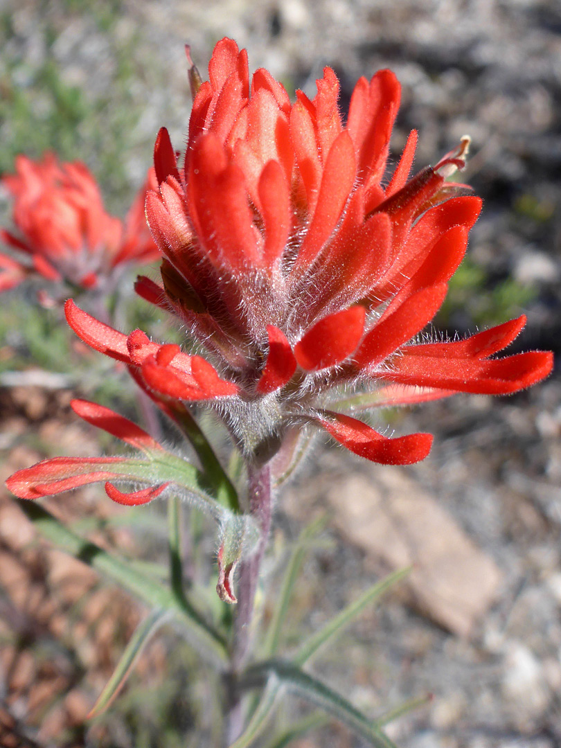 Hairy red bracts