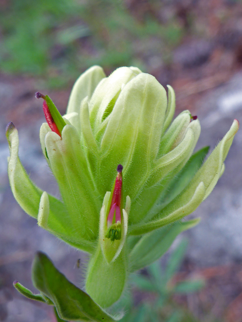 Flowers and bracts