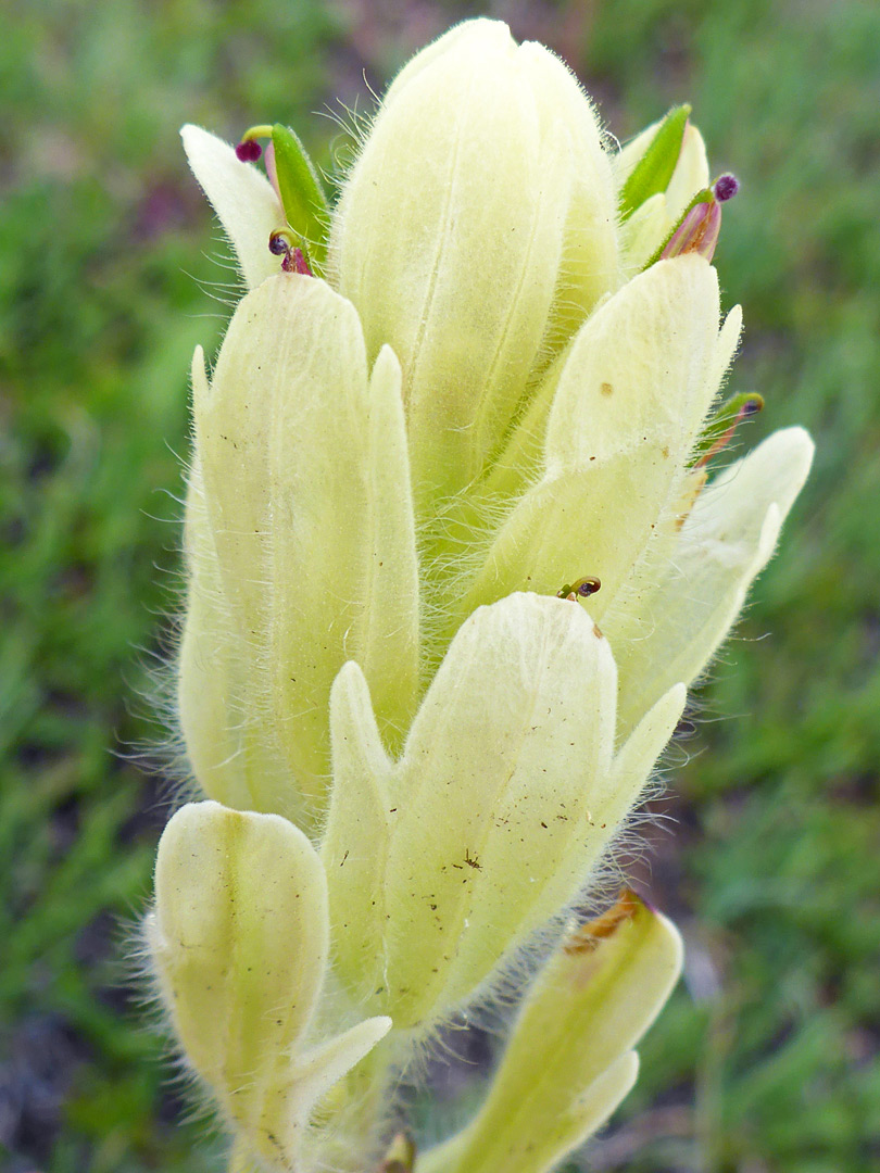 Pale yellow bracts