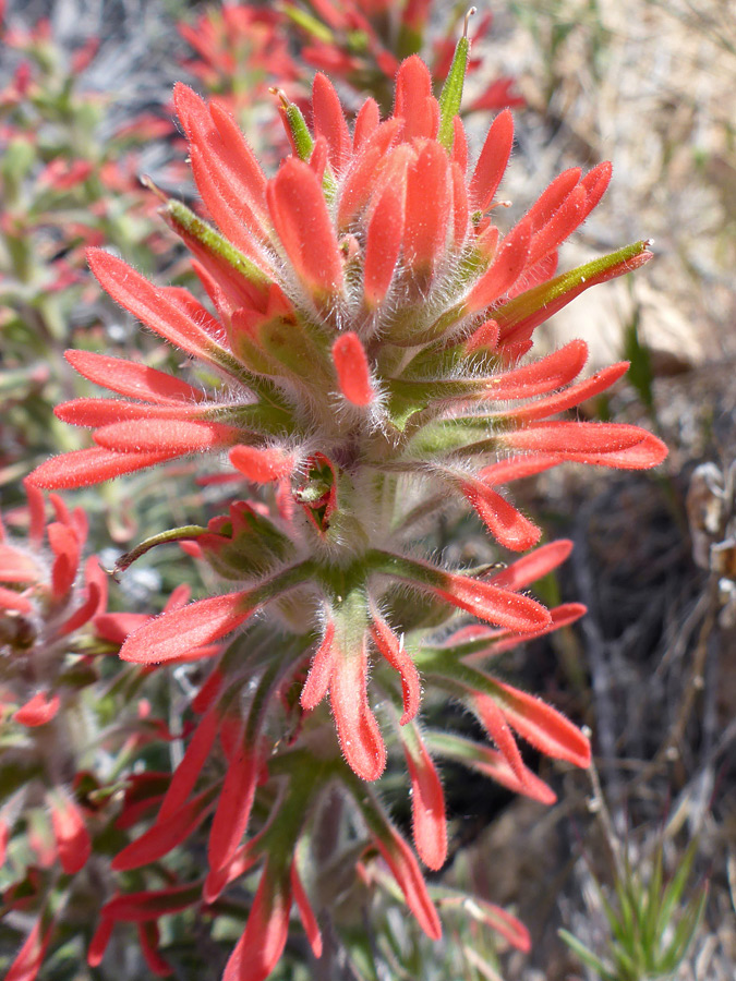 Flowers and bracts