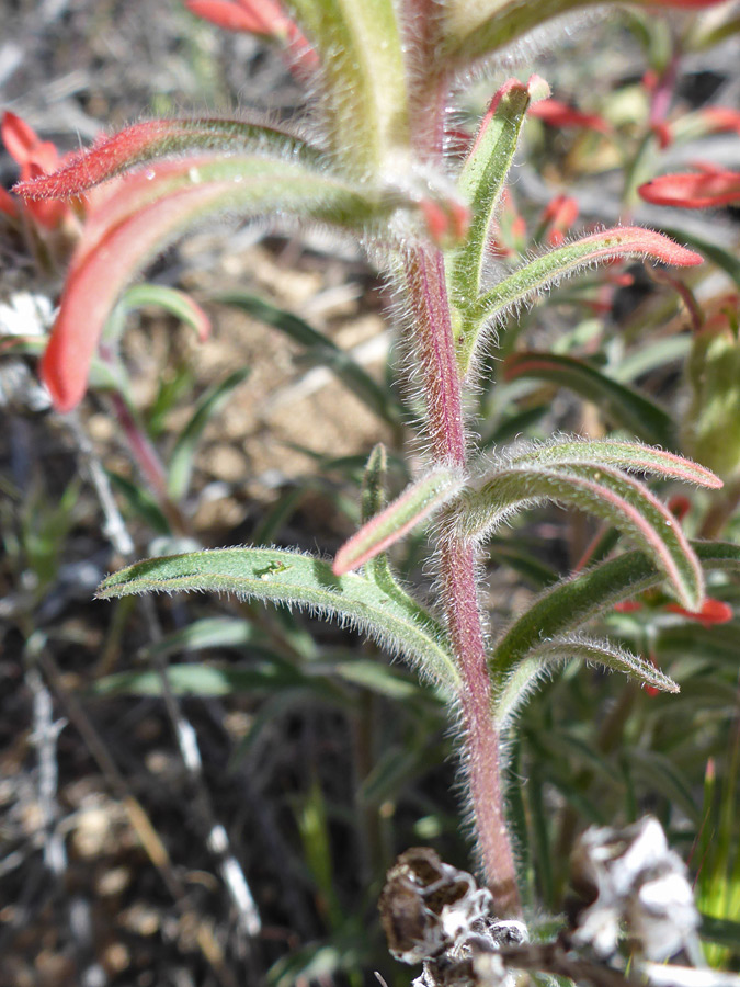 Hairy stem