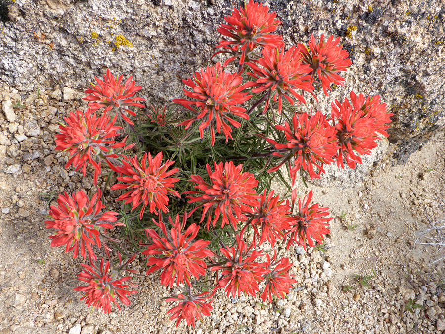 Flowerheads