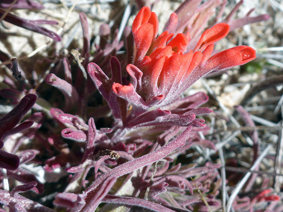 Purple leaves