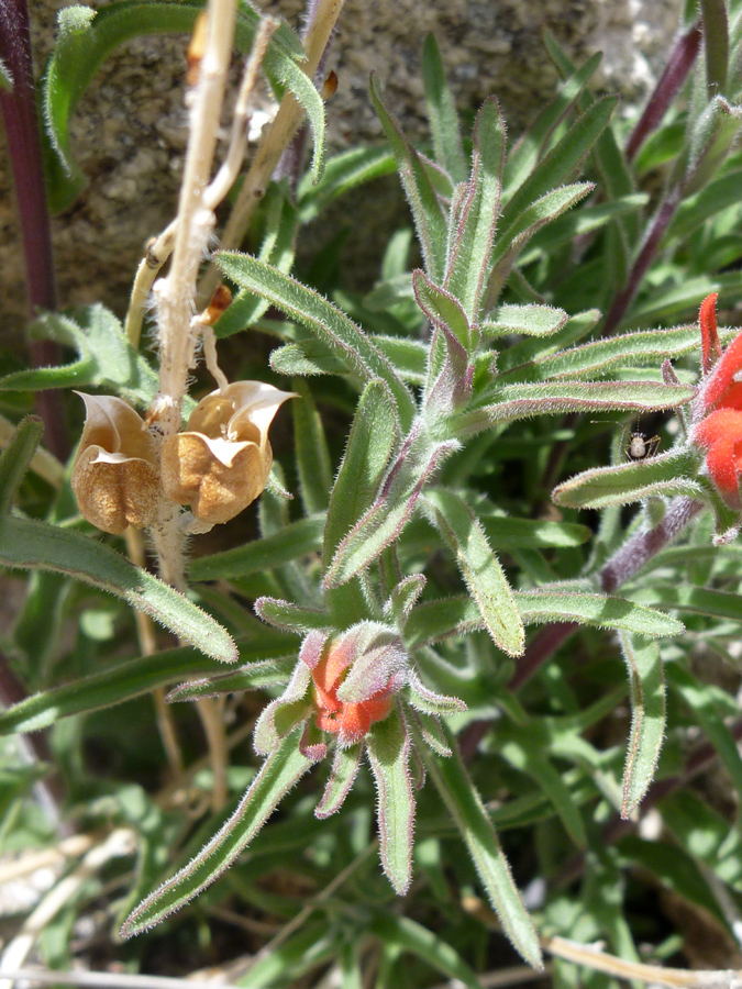 Narrow, hairy leaves