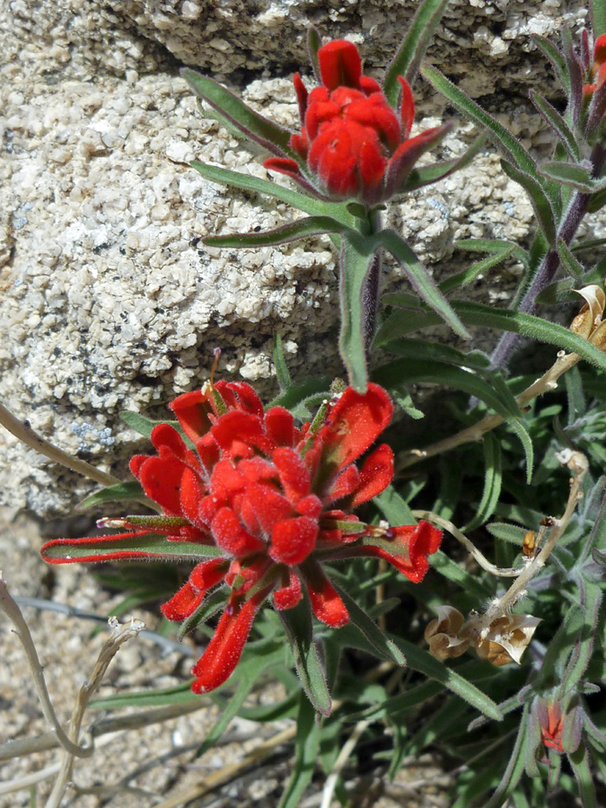 Bright red bracts