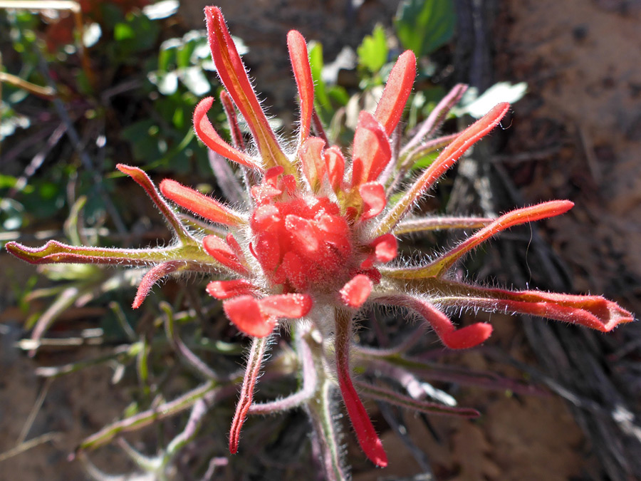 Top of a flowerhead