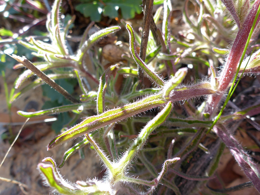 Stem and leaves