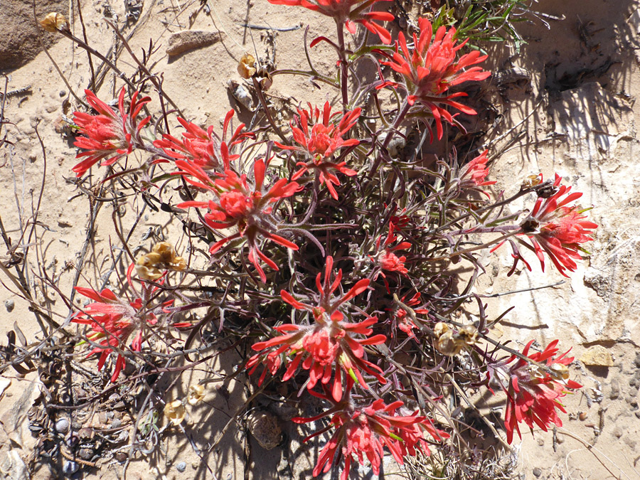 Group of flowering stems