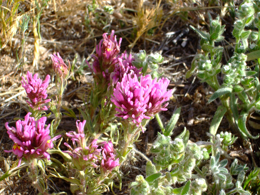 Pink flowers