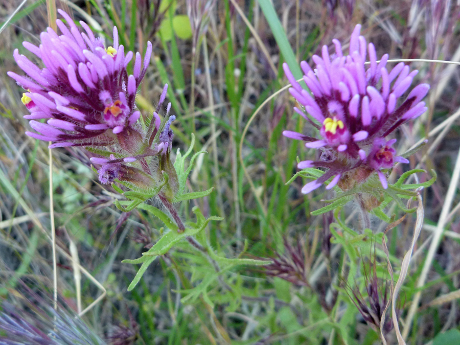 Pink-purple flowers