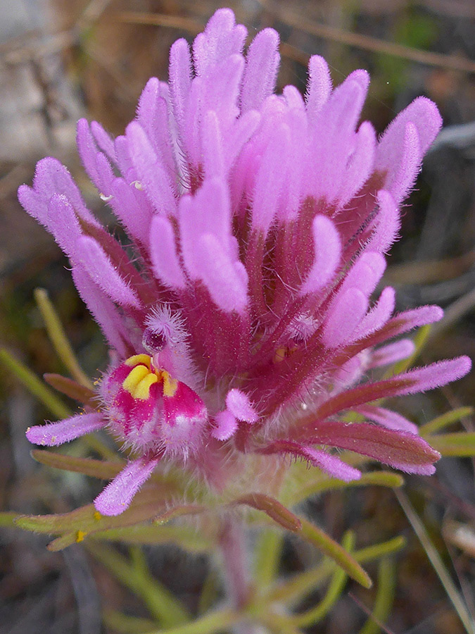 Hairy pink bracts