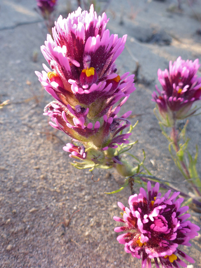 Pink-purple bracts