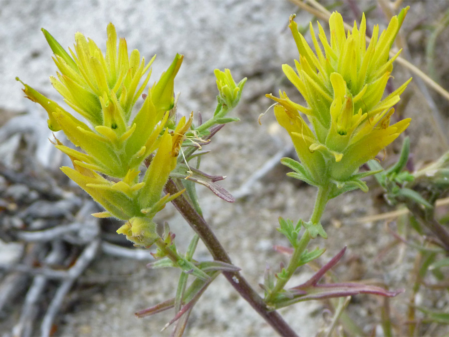 Yellow flowerheads