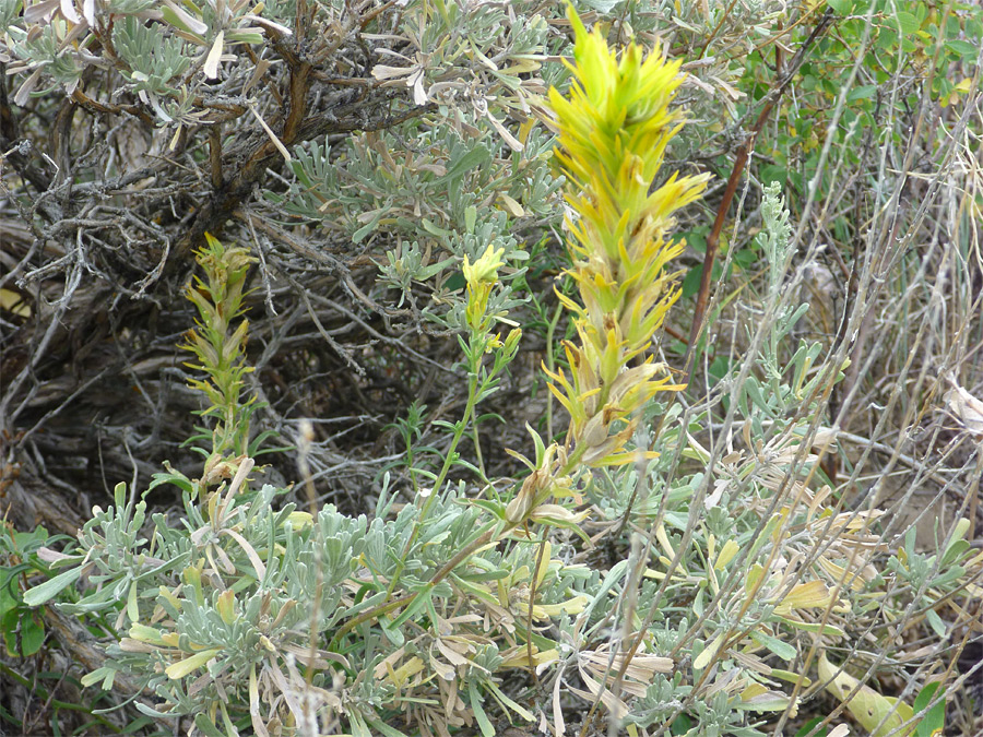 Stems and leaves