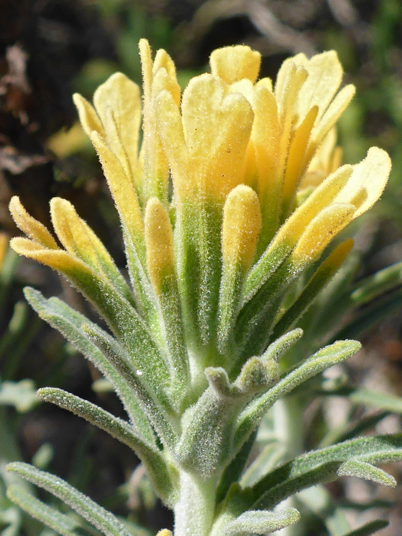 Greenish-yellow inflorescence