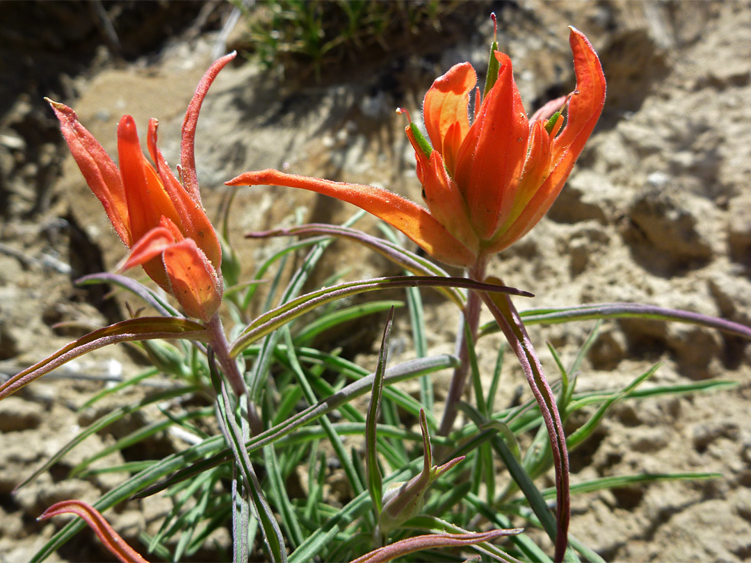 Orange flowers