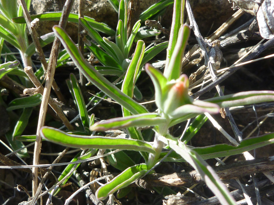 Green leaves