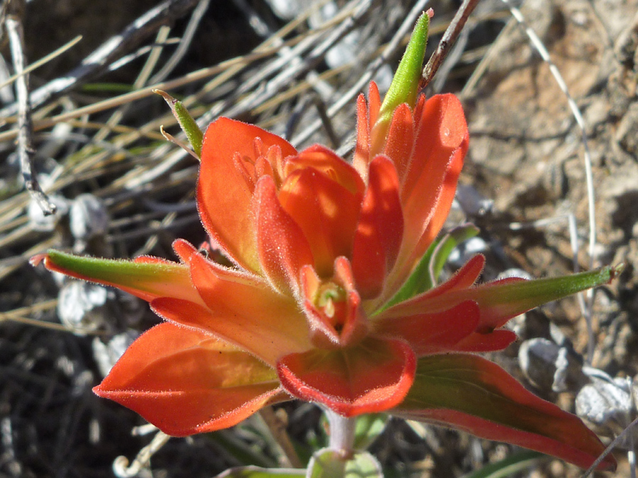 Wide red bracts