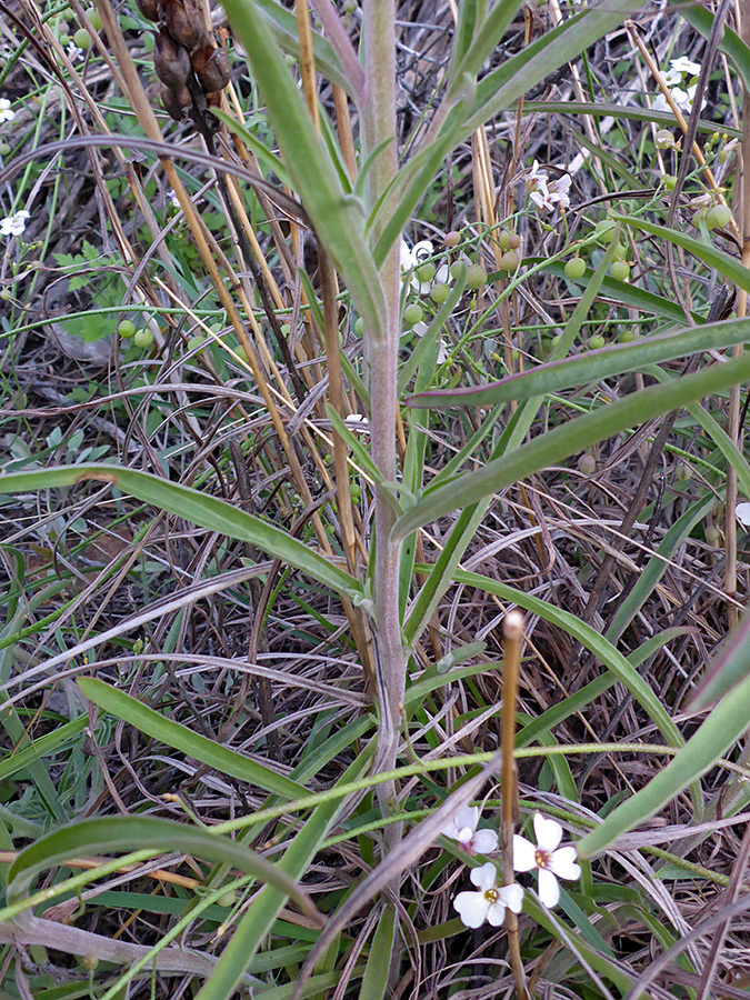 Stem leaves