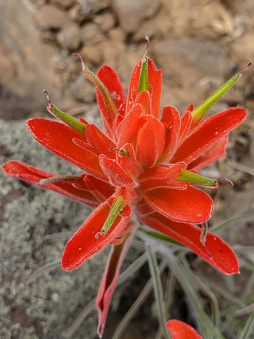 Broad red bracts