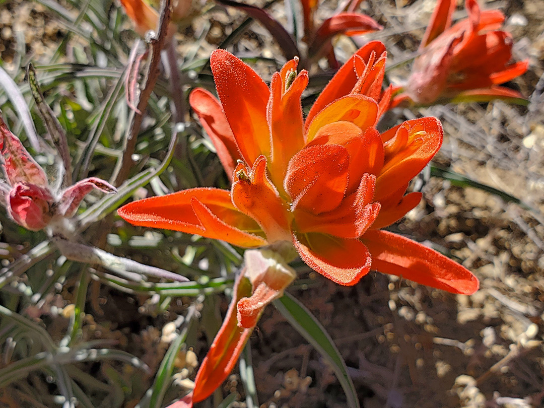 Flowers and leaves