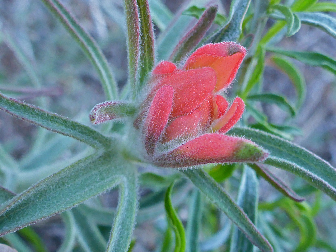 Developing flower