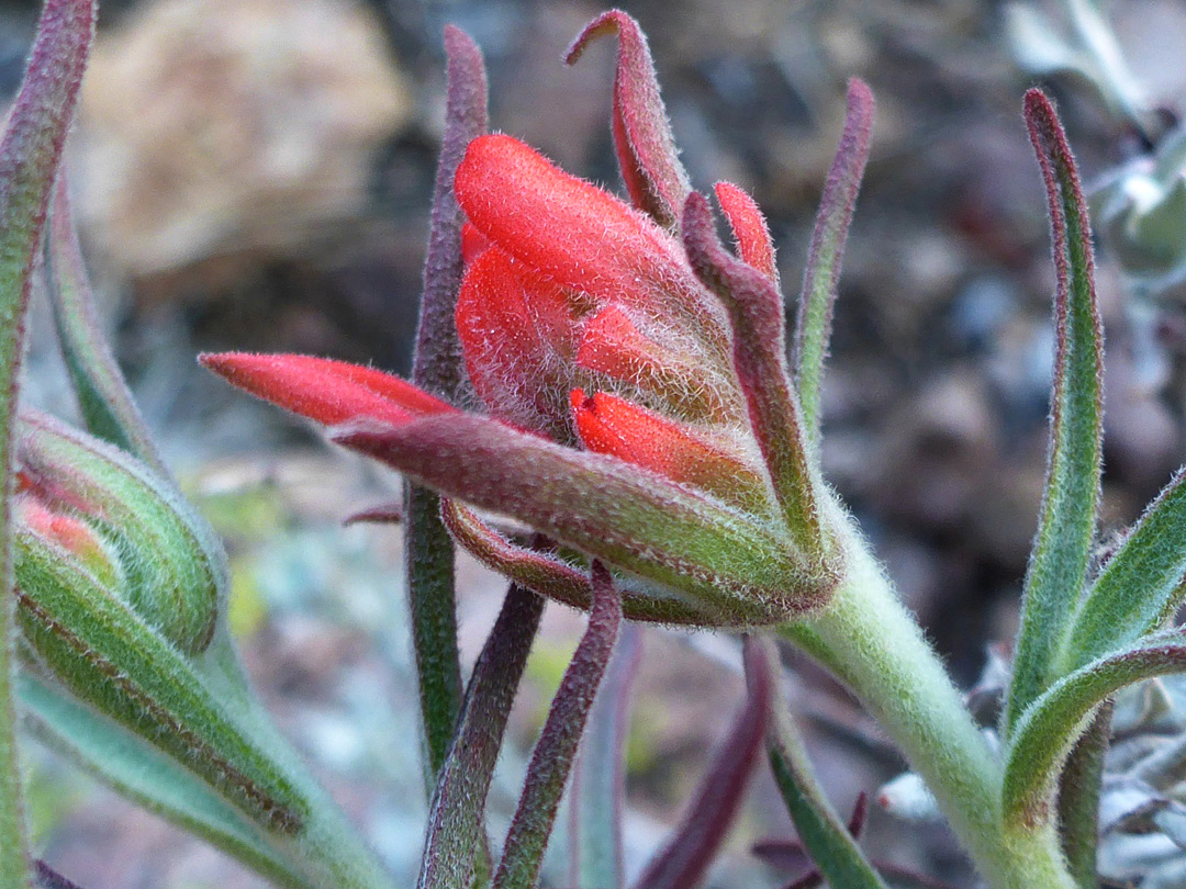 Purple-tipped bracts