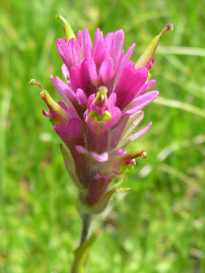 Pink bracts and green flower tubes