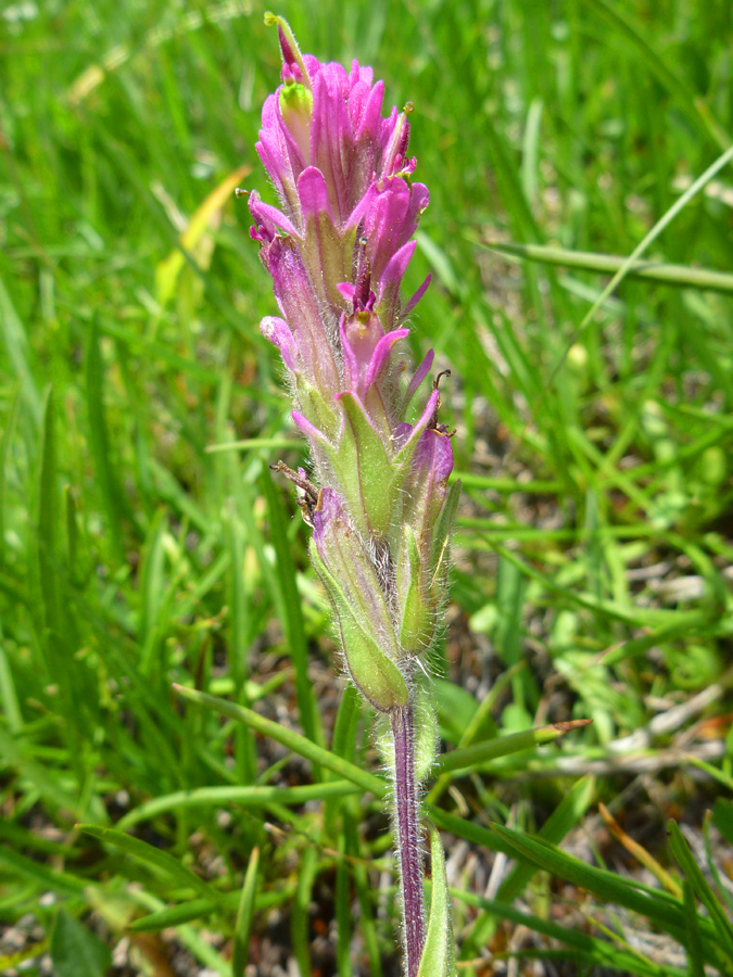 Hairy stem and bracts