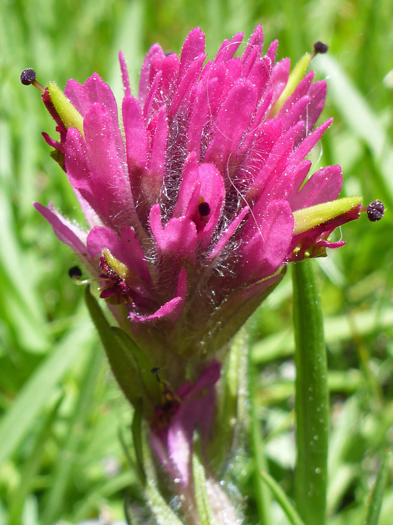 Purple bracts and green flowers