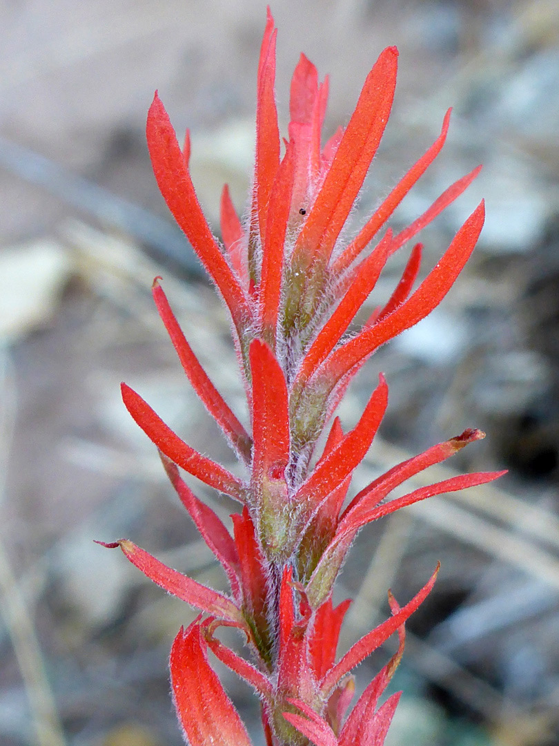 Hairy red bracts