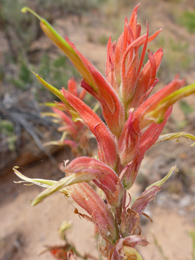 Red bracts