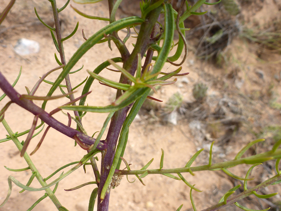 Branched stem