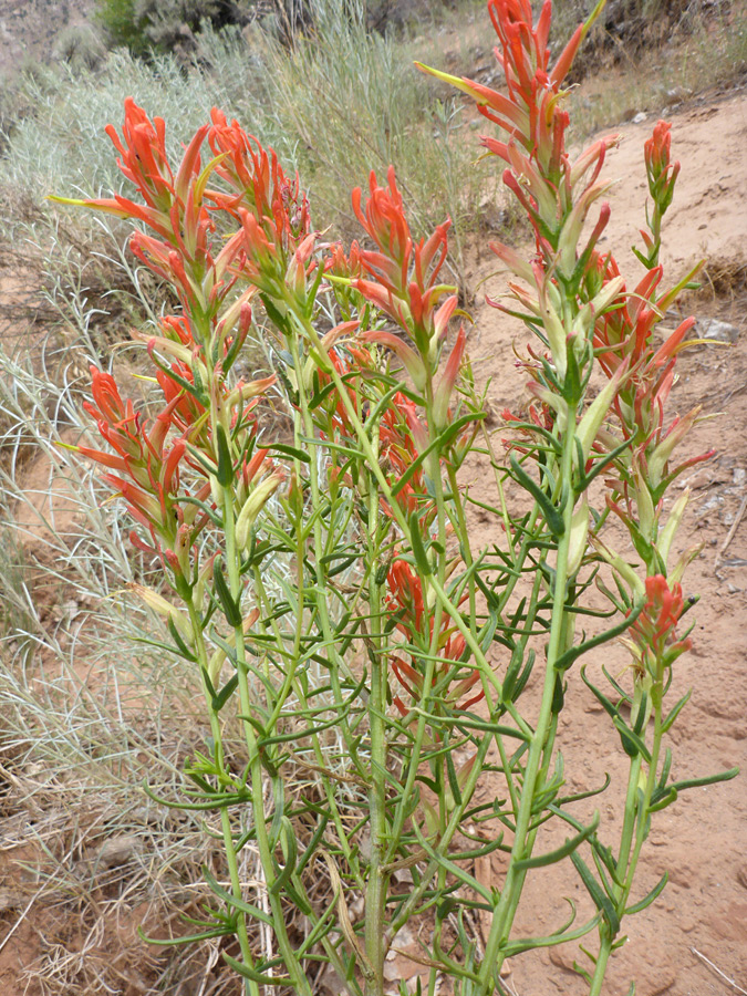 Group of stems