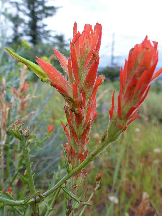 Two flowerheads