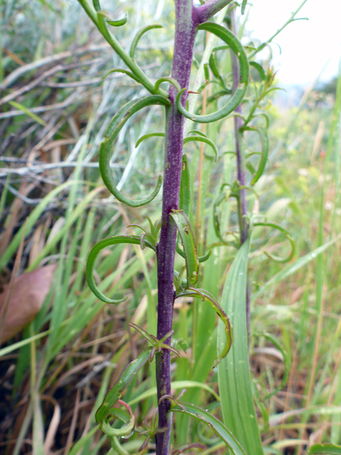 Curling leaves