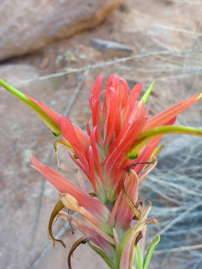 Flowerhead