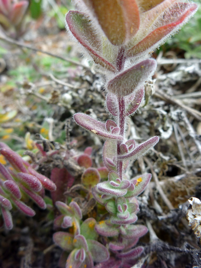 Purplish leaves