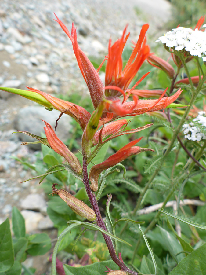 Flowerhead