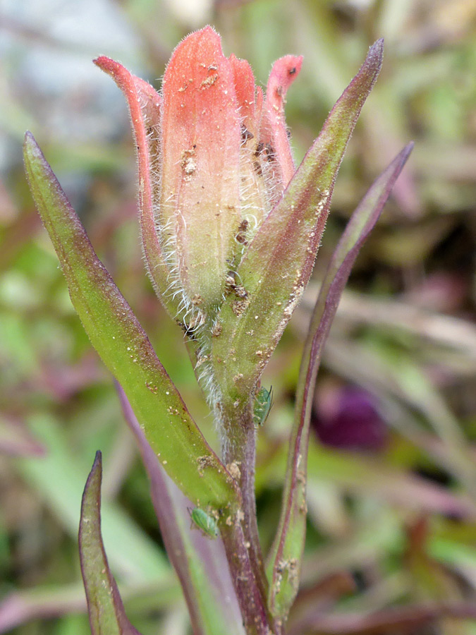 Upper stem leaves