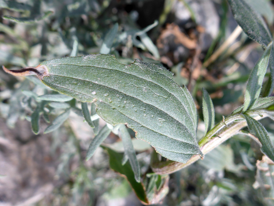 Grey-green leaf