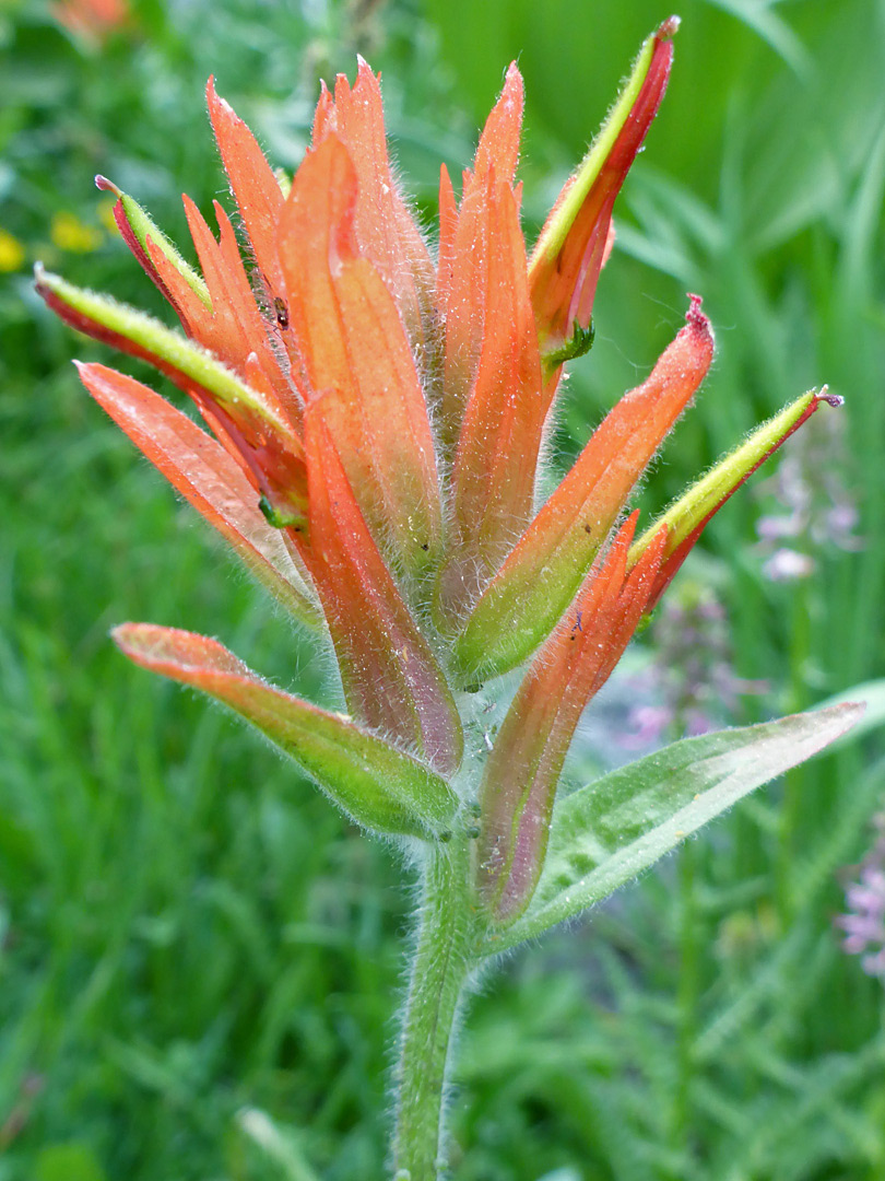 Tubular, greenish-yellow flowers