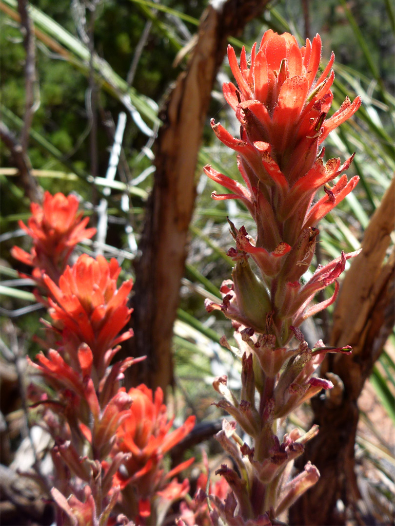 Castilleja miniata