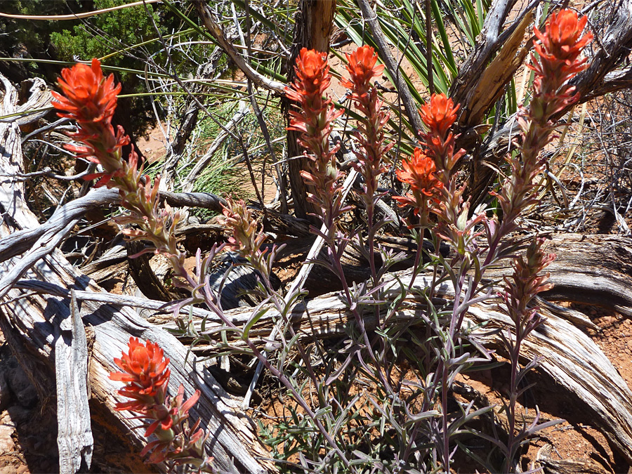 Group of flowers